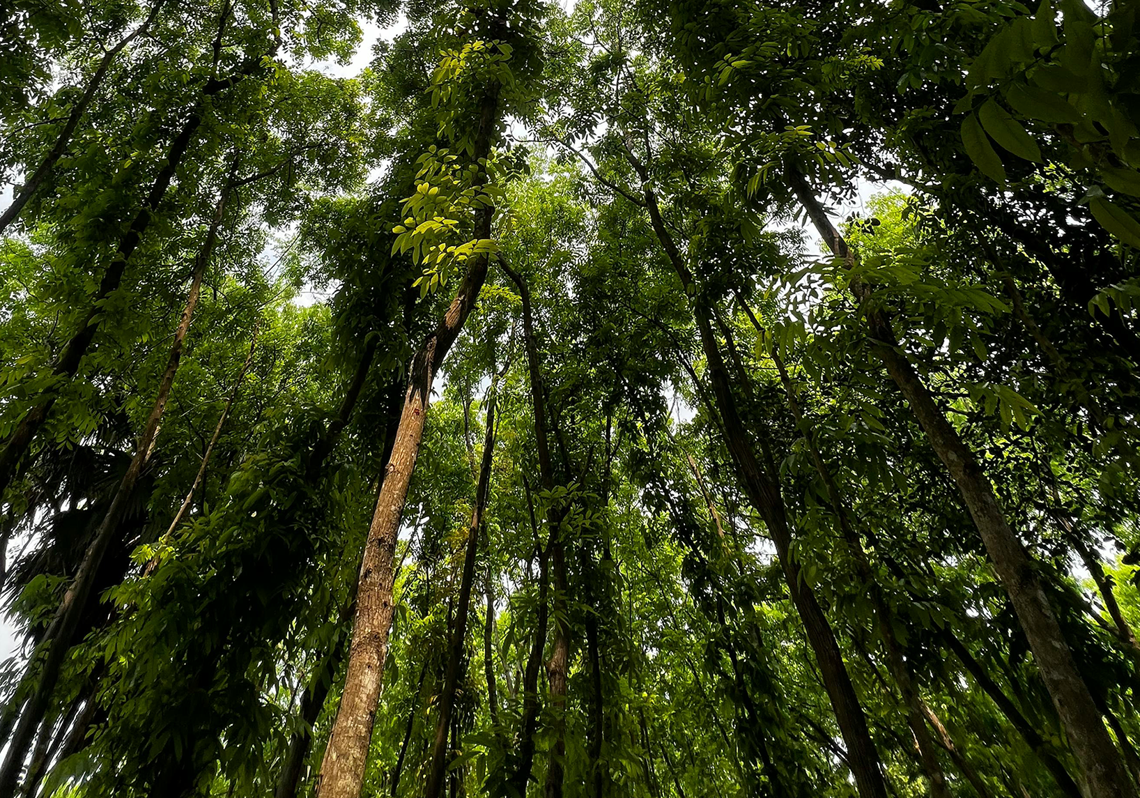 forest